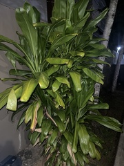 Cordyline fruticosa