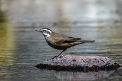 Cinclodes patagonicus