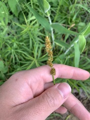 Carex triangularis
