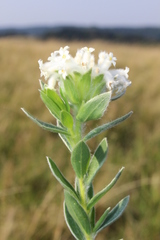 Lasiosiphon calocephalus