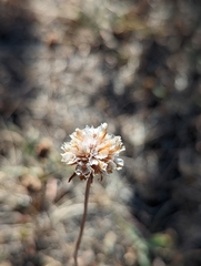 Armeria curvifolia