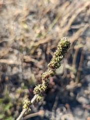 Acaena pinnatifida
