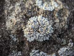 Physcia pumilior