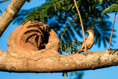 Furnarius rufus paraguayae
