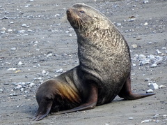 Arctocephalus gazella