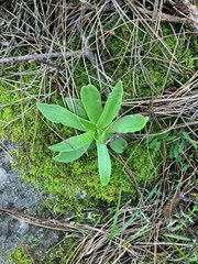 Dudleya lanceolata