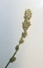 Carex sparganioides