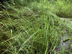 Carex annectens