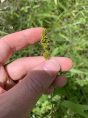 Carex annectens