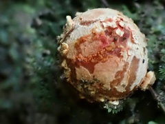 Calostoma