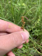 Carex triangularis