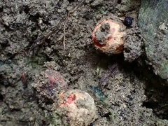 Calostoma