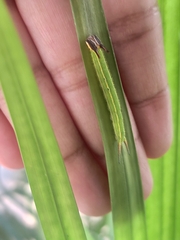 Elymnias hypermnestra