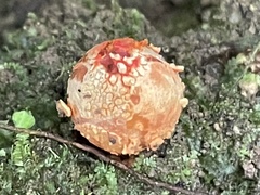 Calostoma