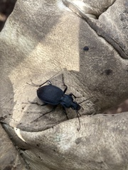 Carabus goryi