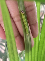 Elymnias hypermnestra