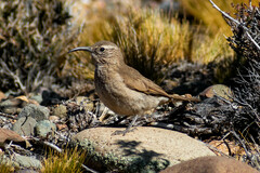 Upucerthia dumetaria