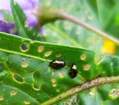 Psylliodes brettinghami