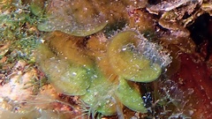 Lobophora variegata