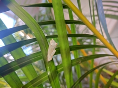 Elymnias hypermnestra