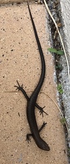 Lampropholis