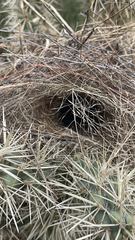 Campylorhynchus brunneicapillus