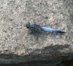 Orthetrum cancellatum