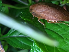 Pseudophoraspis nebulosa