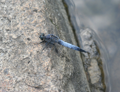 Orthetrum cancellatum