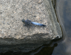 Orthetrum cancellatum
