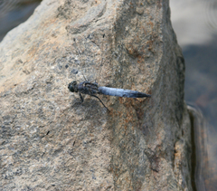 Orthetrum cancellatum