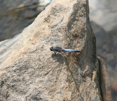 Orthetrum cancellatum