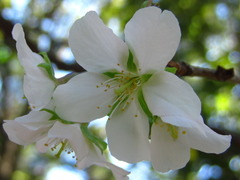 Prunus serrulata