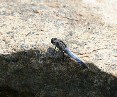 Orthetrum cancellatum