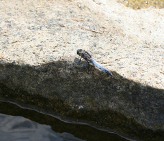 Orthetrum cancellatum