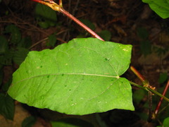 Persicaria dissitiflora