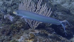 Malacanthus plumieri