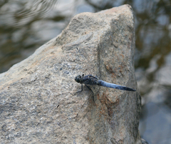 Orthetrum cancellatum