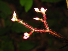 Persicaria dissitiflora