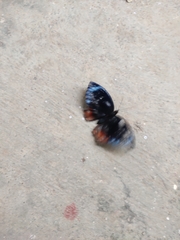 Elymnias hypermnestra