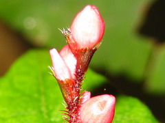 Persicaria dissitiflora