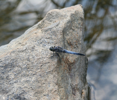 Orthetrum cancellatum