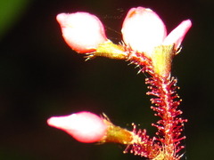 Persicaria dissitiflora