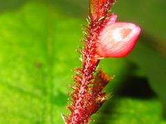 Persicaria dissitiflora