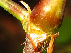 Persicaria dissitiflora