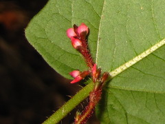 Persicaria dissitiflora