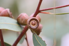 Eucalyptus cosmophylla