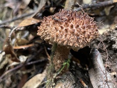 Strobilomyces polypyramis