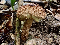 Strobilomyces polypyramis
