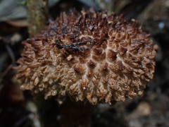 Strobilomyces polypyramis